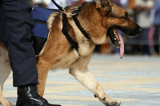 hondenbeveiliging / hondengeleiders - Eagle Security