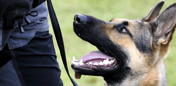 Hondenbeveiliging | Hondenbewaking | Hondengeleiders - Eagle Security