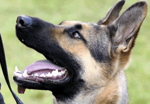 Hondenbeveiliging | Hondenbewaking | Hondengeleiders - Eagle Security